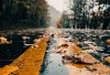 brown dried leaves on road during daytime