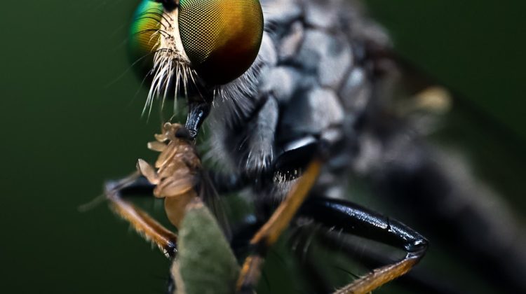 Mengapa Robber Fly Menjadi “Supermodel” di Dunia Fotografi Makro?